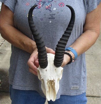 C-Grade African Male Springbok Skull with 10 inch horns for sale $39