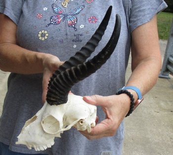 C-Grade African Male Springbok Skull with 10 inch horns for sale $39