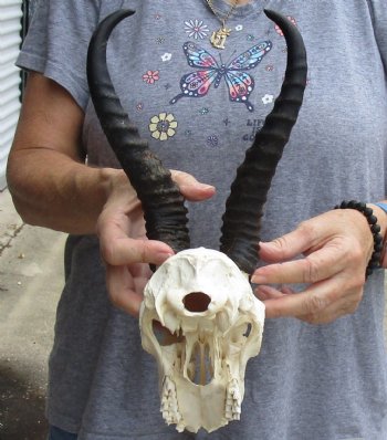 C-Grade African Male Springbok Skull with 10 inch horns for sale $39