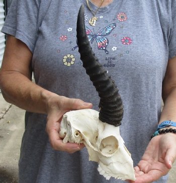 C-Grade African Male Springbok Skull with 10 inch horns for sale $39