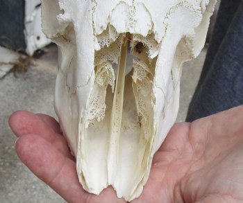 C-Grade African Male Springbok Skull with 10 inch horns for sale $39