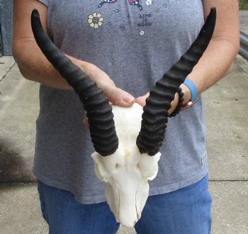 C-Grade African Male Springbok Skull with 8 inch horns for sale $39