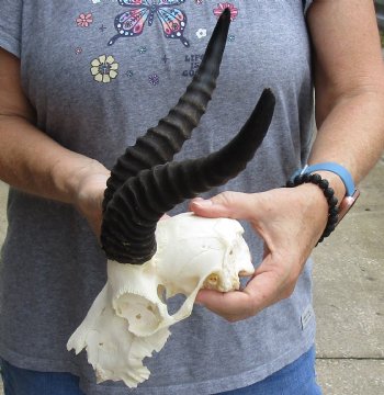 C-Grade African Male Springbok Skull with 8 inch horns for sale $39