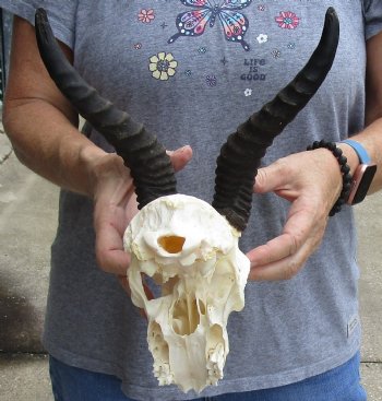 C-Grade African Male Springbok Skull with 8 inch horns for sale $39