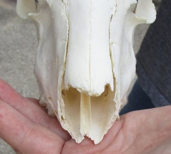 C-Grade African Male Springbok Skull with 8 inch horns for sale $39