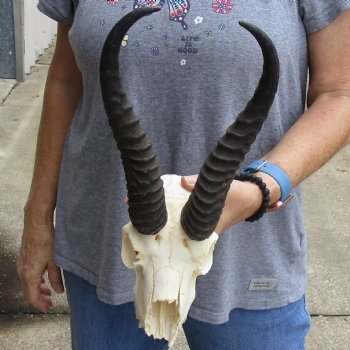 C-Grade African Male Springbok Skull with 10 inch horns for sale $39