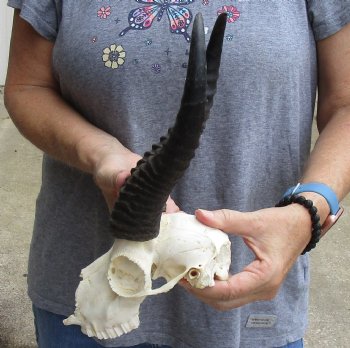 C-Grade African Male Springbok Skull with 10 inch horns for sale $39