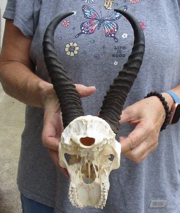 C-Grade African Male Springbok Skull with 10 inch horns for sale $39