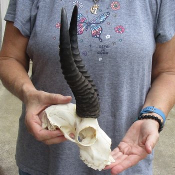 C-Grade African Male Springbok Skull with 10 inch horns for sale $39