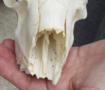 C-Grade African Male Springbok Skull with 10 inch horns for sale $39