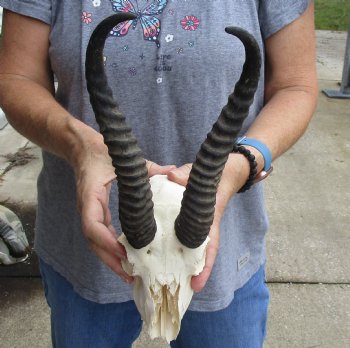 C-Grade African Male Springbok Skull with 9 inch horns for sale $39