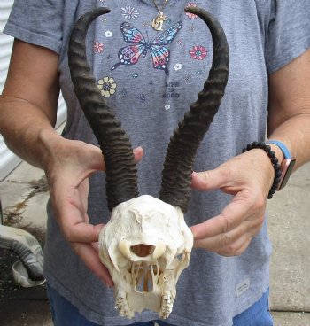 C-Grade African Male Springbok Skull with 9 inch horns for sale $39