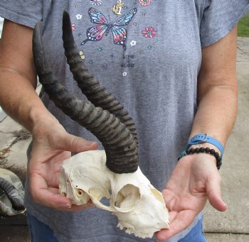 C-Grade African Male Springbok Skull with 9 inch horns for sale $39