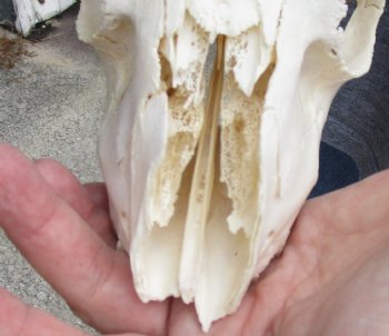 C-Grade African Male Springbok Skull with 9 inch horns for sale $39