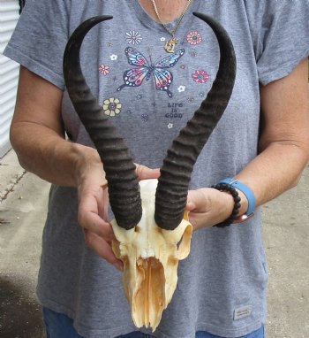 C-Grade African Male Springbok Skull with 10 inch horns for sale $39