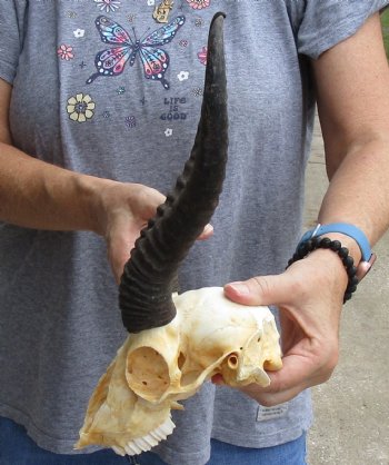 C-Grade African Male Springbok Skull with 10 inch horns for sale $39