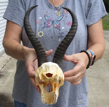 C-Grade African Male Springbok Skull with 10 inch horns for sale $39