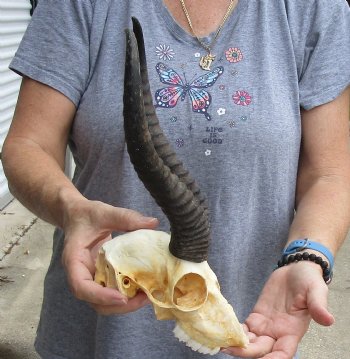 C-Grade African Male Springbok Skull with 10 inch horns for sale $39