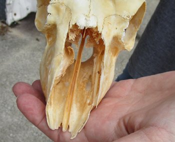 C-Grade African Male Springbok Skull with 10 inch horns for sale $39