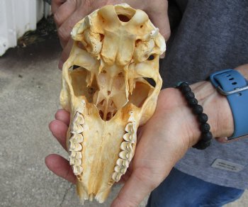 C-Grade African Male Springbok Skull with 10 inch horns for sale $39