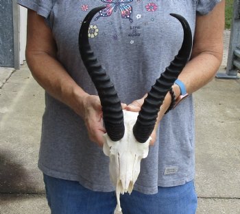 B-Grade African Male Springbok Skull with 11 inch horns, buy for $45