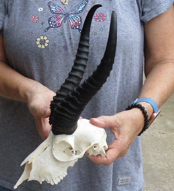 B-Grade African Male Springbok Skull with 11 inch horns, buy for $45