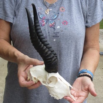 B-Grade African Male Springbok Skull with 11 inch horns, buy for $45