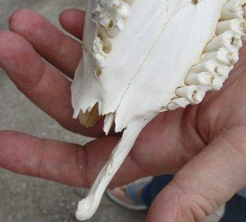 B-Grade African Male Springbok Skull with 11 inch horns, buy for $45