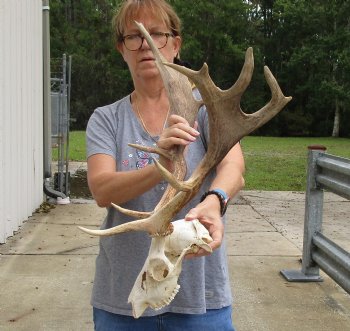 Buy this Fallow Deer Skull with horns (antlers) measuring 18 and 20 inches long for $95