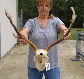 Buy this Fallow Deer Skull with horns (antlers) measuring 18 and 20 inches long for $95