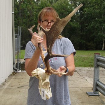 Buy this Fallow Deer Skull with horns (antlers) measuring 18 and 20 inches long for $95