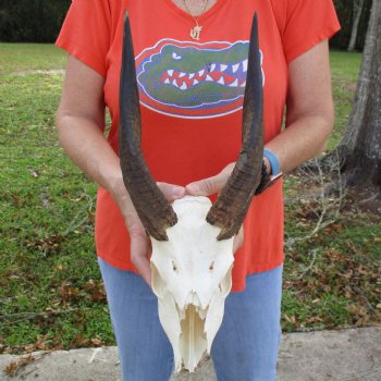 B-Grade 8" Bushbuck Skull with 10" Horns - $55