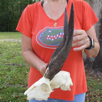 B-Grade 8" Bushbuck Skull with 10" Horns - $55