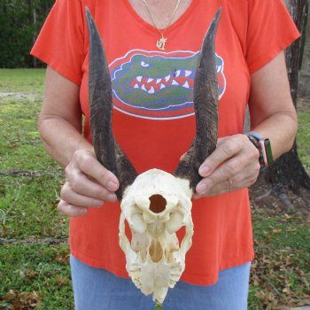 B-Grade 8" Bushbuck Skull with 10" Horns - $55