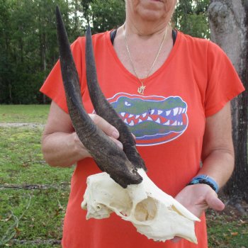 B-Grade 8" Bushbuck Skull with 10" Horns - $55