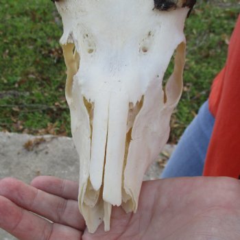 B-Grade 8" Bushbuck Skull with 10" Horns - $55