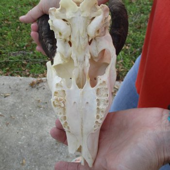 B-Grade 8" Bushbuck Skull with 10" Horns - $55