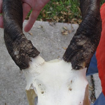 B-Grade 8" Bushbuck Skull with 10" Horns - $55