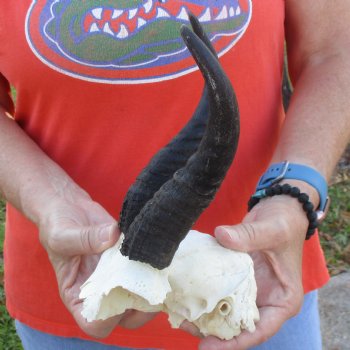 Mountain Reedbuck Skull Plate with 7" Horns - $29