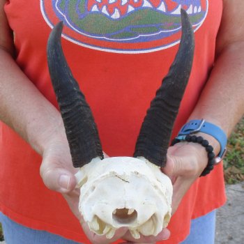 Mountain Reedbuck Skull Plate with 7" Horns - $29