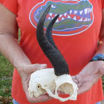 Mountain Reedbuck Skull Plate with 7" Horns - $29