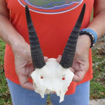 Mountain Reedbuck Skull Plate with 6" Horns - $29