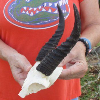 Mountain Reedbuck Skull Plate with 6" Horns - $29