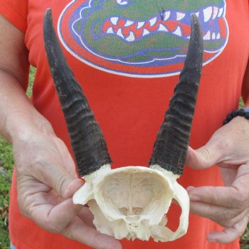 Mountain Reedbuck Skull Plate with 6" Horns - $29