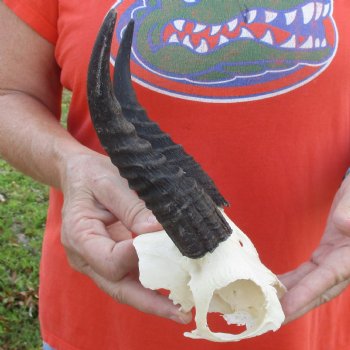 Mountain Reedbuck Skull Plate with 6" Horns - $29