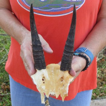 Mountain Reedbuck Skull Plate with 6" Horns - $29