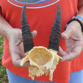 Mountain Reedbuck Skull Plate with 6" Horns - $29