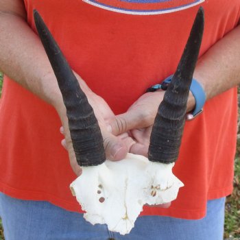 Mountain Reedbuck Skull Plate with 6" Horns - $29