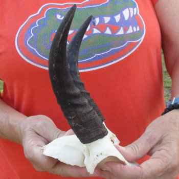 Mountain Reedbuck Skull Plate with 6" Horns - $29