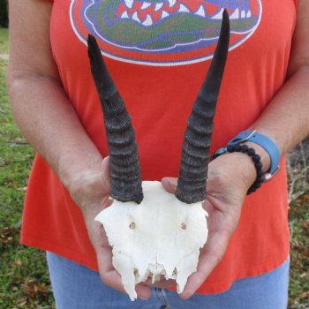 B-Grade Mountain Reedbuck Skull Plate with 6" Horns - $20